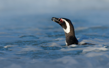 Penguin portrait in the water. Penguin in the water. Bird in the sea waves. Penguin swiming in the waves. Sea bird in the water. Magellanic penguin in ocean wave in the background, Falkland Islands.の写真素材