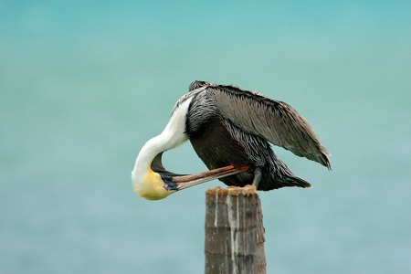 Brown Pelican, Pelecanus occidentalis, Florida, USA. Bird cleanig plumage. Pelican on tree trunk, sea in background.の写真素材