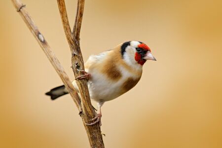European Goldfinch, Carduelis carduelis, sitting on thistle, Sumava, Czech republic, Male gray songbird with green and yellow clear background. Wildlife scene from nature.の写真素材