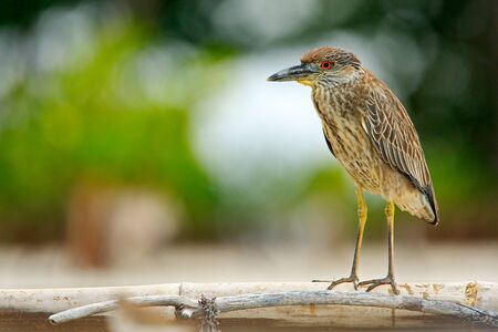 Heron sitting on the river cost. Heron sitting on the stone. Night heron, Nycticorax nycticorax, grey water bird sitting in the stone coast. Morning in blue water surface. Sea bird. の写真素材
