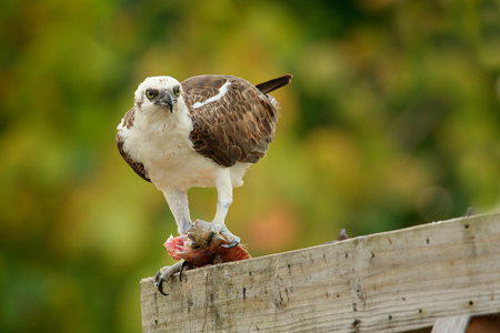 Bird of prey Osprey, Pandion haliaetus, feeding catch fish, Mexico. Wildlife scene from nature. Eagle with dead fish. Bird with food. Wildlife scene from nature.の写真素材
