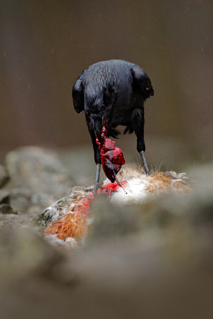 Raven with catch. Black bird raven with dead red fox, bloody heart in beak, sitting on the stone. Wildlife behaviour scene from nature. Raven feeding fox heart. Bird eating mammal, Germany.の写真素材