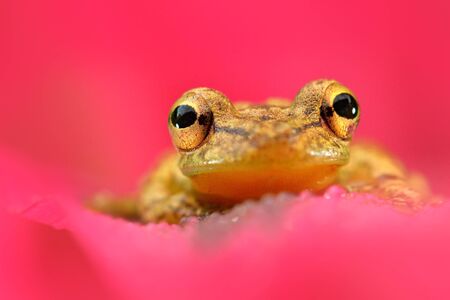Pink flower with frog. Tropic frog Stauffers Treefrog, Scinax staufferi, sitting on the pink leaves. Frog in the nature tropic forest habitat. Costa Rica. Rare animal from Central America.の写真素材