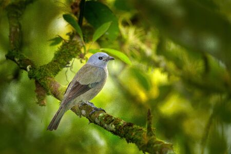 Palm Tanager, Thraupis palmarum, bird in the green forest habitat, Costa Rica. Dark green forest with bird. Tanager in the nature habitat. Wildlife scene from tropic jungle.の写真素材