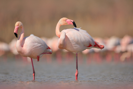 Pink big bird Greater Flamingo, Phoenicopterus ruber, in the water, Camargue, France. Flamingo cleaning plumage. Wildlife animal scene from nature. Wildlife nature travel in France.の写真素材