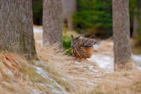 Big Eurasian Eagle Owl, bird sitting on the stump in dark forest with grass and first snow. Wildlife scene from nature. Bird in landscape. Wood with animal, Norway. End of autumn with owl.の写真素材
