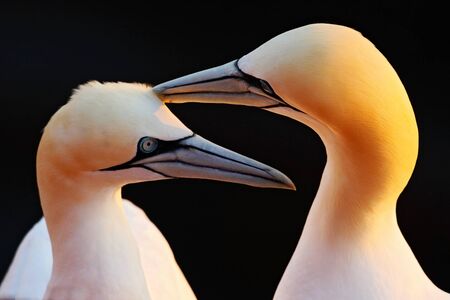 Northern Gannet, detail head portrait with evening sun and dark orange sea in the background,...