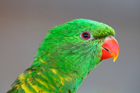 Portrait of Scaly-breasted Lorikeet, Trichoglossus chlorolepidotus, green parrot, sitting on branch,...