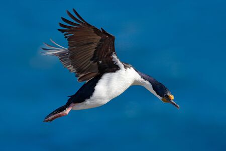 Flying bird. Imperial Shag, Phalacrocorax atriceps, cormorant in flight. Dark blue sea and sky with fly bird, Falkland Islands. Bird in flight. Action bird flight scene. Flying bird with open wings.