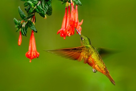 Bird from Peru. Orange and green bird in the forest with red flower. Hummingbird Chestnut-breasted Coronet in the forest. Hummingbird from Peru clouds forest. Flying Hummingbird with red bloom.の写真素材