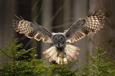 Action scene from the forest with owl. Flying Great Grey Owl, Strix nebulosa, above green spruce tree with orange dark forest background. Wildlife in Sweden. Bird in fly with open wing.の写真素材