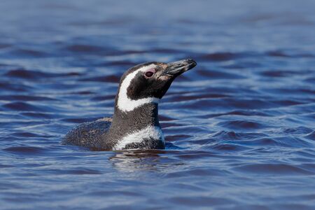 Penguin portrait blue water. Penguin in the water. Bird in the sea waves. Penguin swiming in the waves. Sea bird swimming water. Magellanic penguin, ocean wave in the background, Falkland Islands.の写真素材