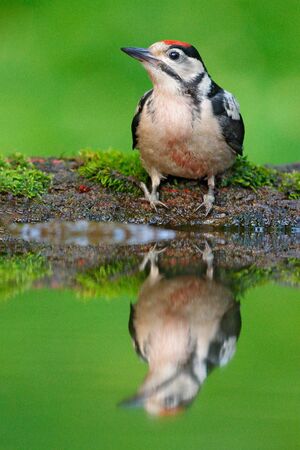 Great Spotted Woodpecker, detail close-up portrait of bird head with red cap, black and white animal in the forest habitat, clear green background, mirror reflection in the water, Germany wildlife.の写真素材