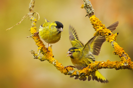 Two beautiful bird on the branch. Eurasian Siskin, Carduelis spinus, sitting on the branch with yellow lichen, clear background. Action wildlife scene from the nature, Germany, Europe.の写真素材