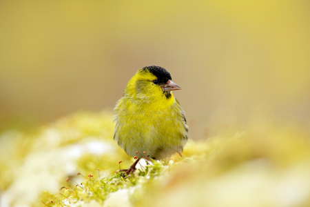 Eurasian Siskin, Carduelis spinus, song bird sitting on the branch with yellow lichen, clear...