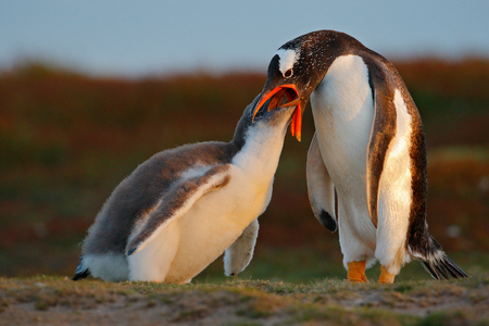 Feeding scene, wildlife scene from nature. Young gentoo penguin beging food beside adult gentoo penguin, Falkland Islands. Penguins in the grass. Young gentoo with parent. Open penguin bill. の写真素材