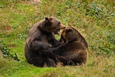 Two fight brown bears in the forest. Portrait of brown bear, sitting on the grey stone, pink flowers at the background, animal in the nature habitat, Slovakia. Wild bear in the nature habitat.の写真素材