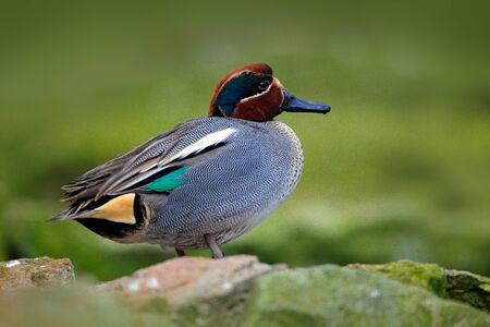 Camnon Teal, Anas crecca, nice duck with rusty head, floating on dark green water surface. Splash water with duck. Bird from France. Green water surface. の写真素材