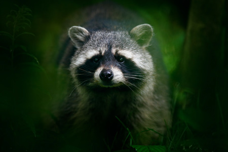 Detail portrait of Raccoon, Procyon lotor, walking on white sand beach in National Park Manuel Antonio, Costa Rica. Wild animal in the dark forest. Wildlife scene from nature. Face of Raccoon. の写真素材