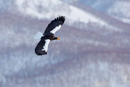 Winter scene with snow and eagle. Mountain winter scenery with bird. Steller's sea eagle, flying bird of prey, with blue sky in background, Hokkaido, Japan. Eagle with nature mountain habitat.の写真素材