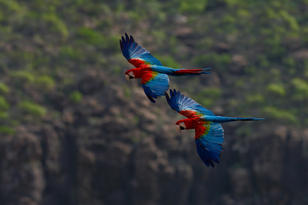Two big parrot  in fly. Red-and-green Macaw, Ara chloroptera, in the dark green forest habitat. Beautiful macaw parrot from Panatanal, Brazil. Bird in flight. Action wildlife scene from South America.の写真素材