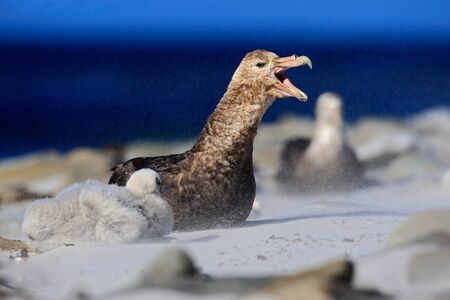 Giant petrel, Macronetes giganticus = giganteus, big sea bird with young in the nest. Bird in the nature habitat. Bird sitting in the white sand beach. Sea Lion Island, Falkland Island. Bird in sand.の写真素材