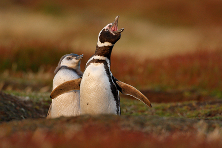Two birds in the nesting ground hole, baby with mother, Magellanic penguin, Spheniscus magellanicus, nesting season, animals in the nature habitat, Argentina, South America. Besting behaviour, nature.の写真素材