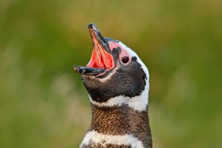 Penguin with open bill. Bird in the grass. Penguin in the red evening grass, Magellanic penguin, Spheniscus magellanicus. Black white penguin in nature habitat, Falkland Islands. Detail beak portrait.の写真素材