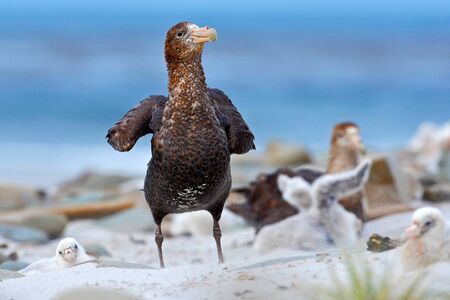 Giant petrel, Macronetes giganticus = giganteus, big sea bird with young in the nest. Bird in the nature habitat. Bird sitting in the white sand beach. Sea Lion Island, Falkland Island. Bird in sand.の写真素材