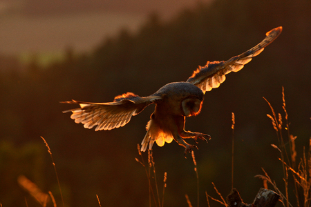 Evening light with landing owl. Barn owl flying with spread wings on tree stump at the evening. Wildlife scene from nature. Bird on tree trunk Owl in fly. Wildlife Europe. の写真素材