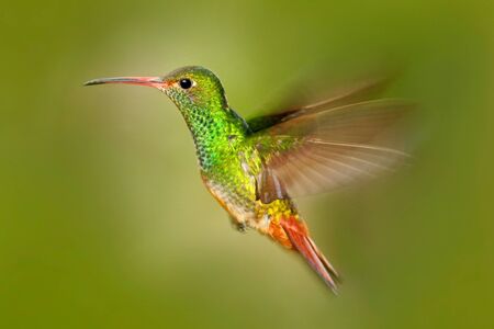 Bird in fly. Hummingbird Rufous-tailed Hummingbird. Hummingbird with clear green background in...