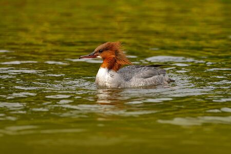Common Merganser, Mergus merganser, water bird in water, Close-up portrait of Mallard, lake surface....