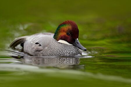 Falcated Teal or Falcated Duck, Mareca falcata, nice duck with rusty head, floating on dark green water surface. Splash water with duck. Bird from China, Japan and Mongolia. の写真素材