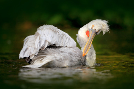 Bird in river. White Pelican, Pelecanus erythrorhynchos, bird in the dark water, nature habitat, Romania. Wildlife scene from Europe nature. Dark forest with pelican. の写真素材