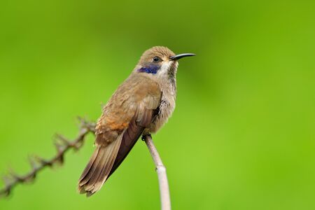 Brown Violet-ear, Colibri delphinae, hummingbird bird flying next to beautiful pink flower, nice flowered orange green background, animal in the nature habitat, Costa Rica. Wildlife in tropic forest. の写真素材