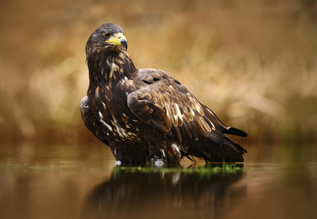Eagle with fish. White-tailed Eagle, Haliaeetus albicilla, feeding kill fish in the water, with brown grass in background, Poland. Eagle in the water. Feeding scene with eagle and fish. Bird of prey.の写真素材