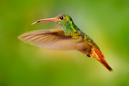 Flying bird, hummingbird Rufous-tailed Hummingbird. Hummingbird with clear green background in Ecuador. Hummingbird in the nature habitat. Bird flying next to beautiful yellow flower in tropic forest.の写真素材