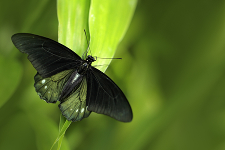 Butterfly in green vegetation. Female Papilio pilumnus, butterfly in the nature green forest habitat, South of USA, Arizona. Butterfly sitting on the green leave.の写真素材