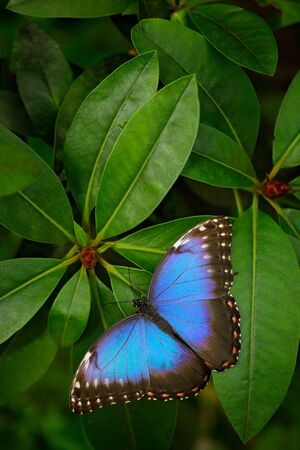 Blue butterfly, Morpho peleides, sitting on green leaves. Big butterfly in forest. Dark green...
