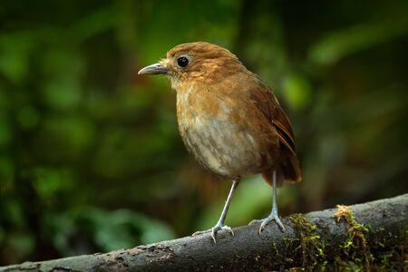 Birdwatching in Colombia, South America. Rufous Antpitta, Grallaria rufula saltuensis, bird from Colombia. Rare bird in the nature habitat. Antpitta in dark forest, Rio Blanco, Colombia.の写真素材