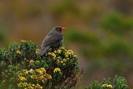 Birdwatching in Colombia, South America. Bird from Colombia. Rare bird in the nature habitat. Black bird with red bill, Los Nevados, Colombia.の写真素材
