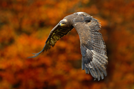 Eagle with orange autumn forest. Orange autumn scene with bird of prey. Face flight Steppe Eagle,...
