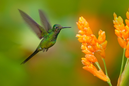 Empress brilliant hummingbird in flight. Green hummingbird with yellow flower. Beautiful hummingbird from Colombia. Hummingbird in the nature tropic forest. Hummingbird flying next nice yellow bloom.の写真素材
