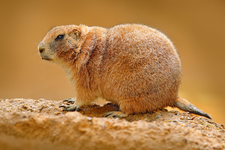 Black-tailed prairie dog, Cynomys ludovicianus, cute animal from rodent of family Sciuridae found in Great Plains, North America. Prairie dog sitting, sad habitat. Funny image from nature, wildlife.の写真素材