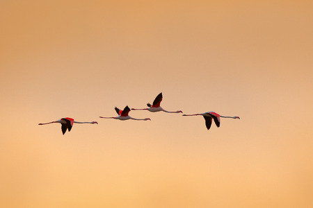 Flying flock of nice pink big bird Greater Flamingo, Phoenicopterus ruber, with clear morning sky with clouds, Camargue, France. Sunrise, beautiful birds. Orange sky with flamingos. Wildlife nature.の写真素材