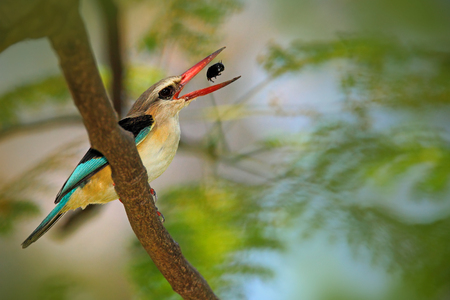 Brown-hooded Kingfisher, Halcyon albiventris, in Chobe National Park, Botswana. Wildlife scene with bird and catch food. Animal feeding scene. Wildlife from Africa. Kingfisher in the green habitat.の写真素材