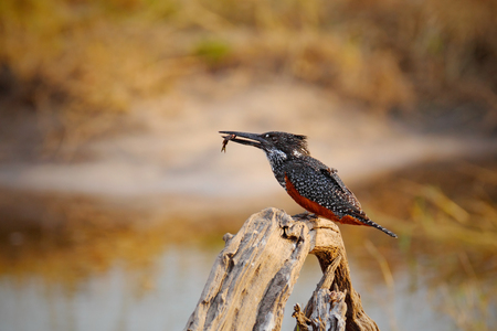 Giant Kingfisher, Megaceryle maxima, beautiful bird on the dark forest habitat. Kingfisher sitting on the tree branch. Dark blue bird in the nature habitat. Kingfisher from Uganda, Africa.の写真素材