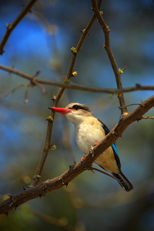 Kingfisher in the green habitat. Brown-hooded Kingfisher, Halcyon albiventris, in Chobe National Park, Botswana. Wildlife scene with bird and catch food. Animal feeding scene. Wildlife from Africa. の写真素材