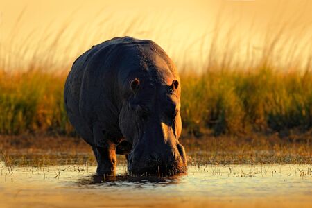 African Hippopotamus, Hippopotamus amphibius capensis, with evening sun, animal in the nature water habitat, Chobe River, Botswana, Africa.の写真素材