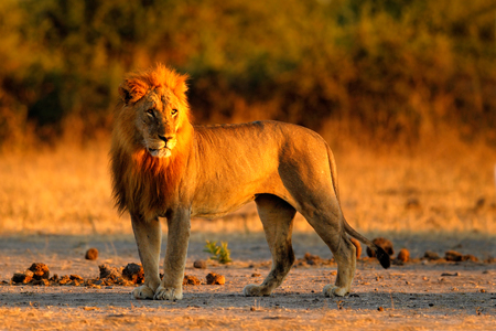 African lion, Panthera leo, detail portrait of big animal, evening sun, Chobe National Park, Botswana, South Africa. Big cat in the nature habitat. Face portrait. Beautiful evening with lion in Africa.の写真素材